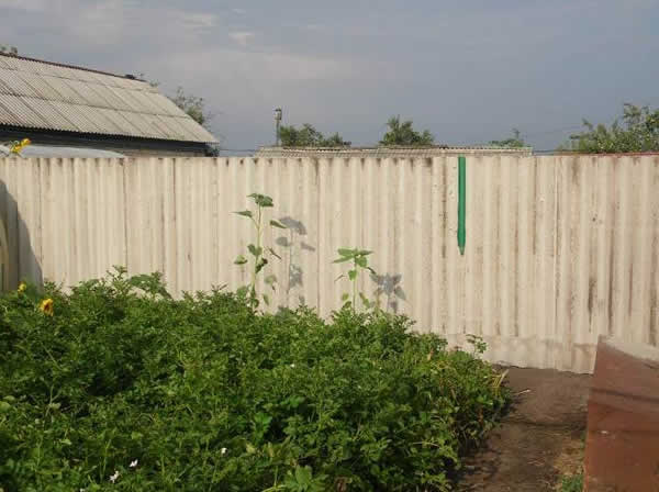 забор из шиферных листов